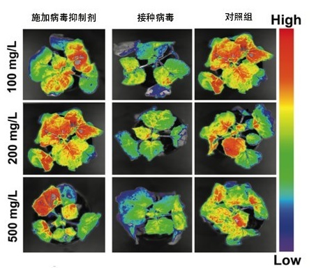 多壁碳纳米管在抑制烟草花叶病毒感染中的应用